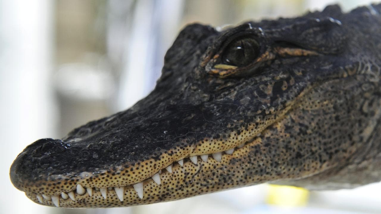 American alligator (file image)