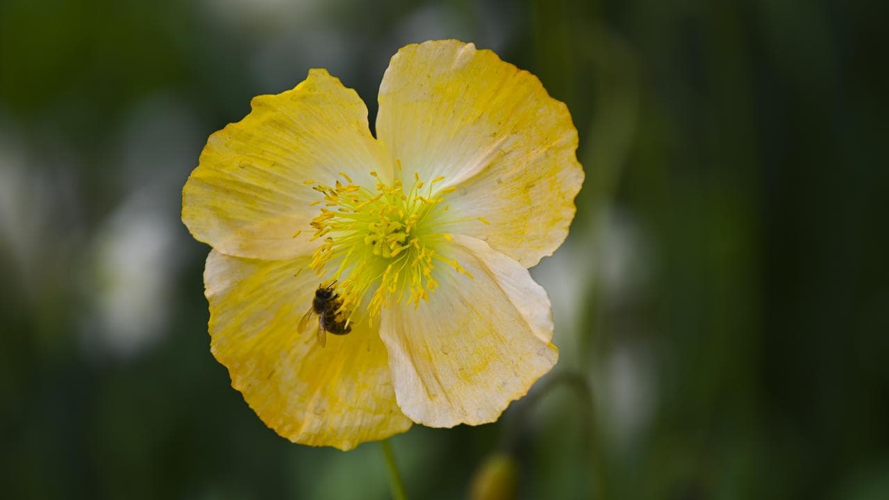 A bee collects pollen from a poppy (file image)