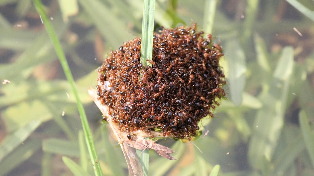 Fire ants swarm together