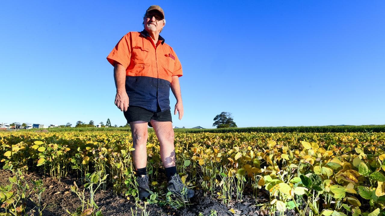 Cane farmer near fire ant nest