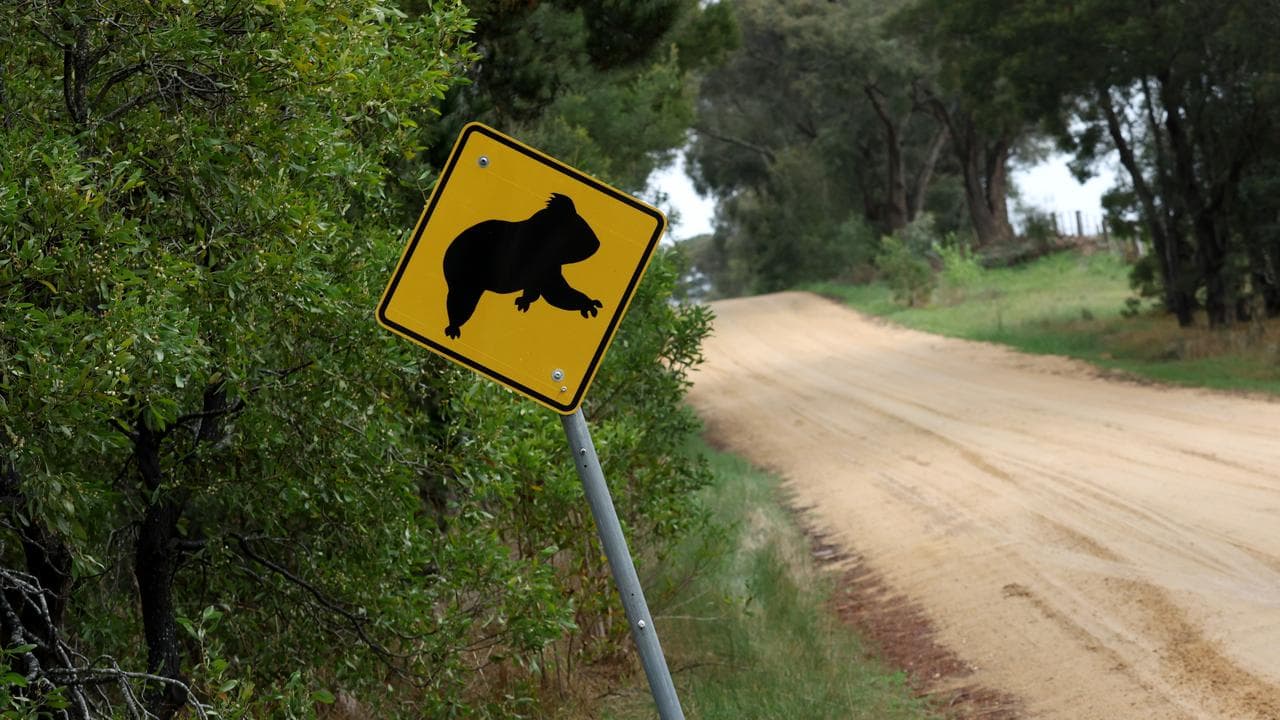 A koala road sign (file image)