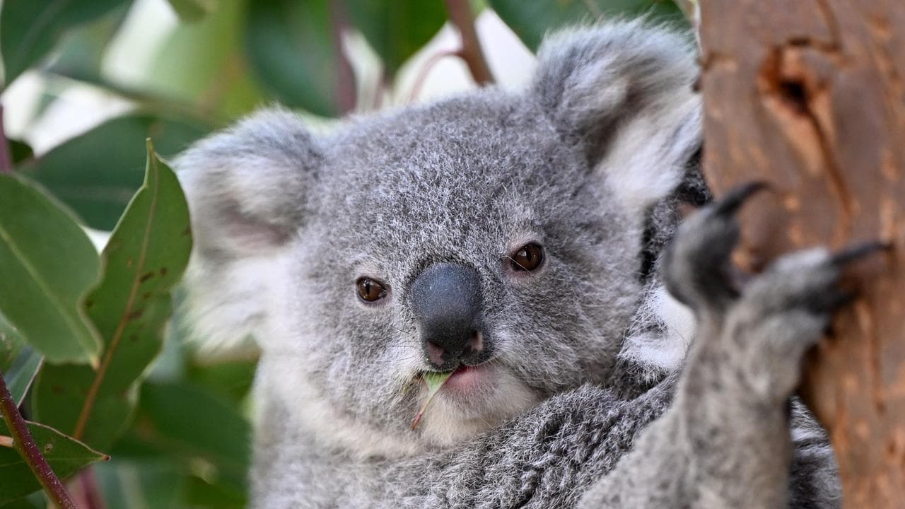 A koala joey (file image)
