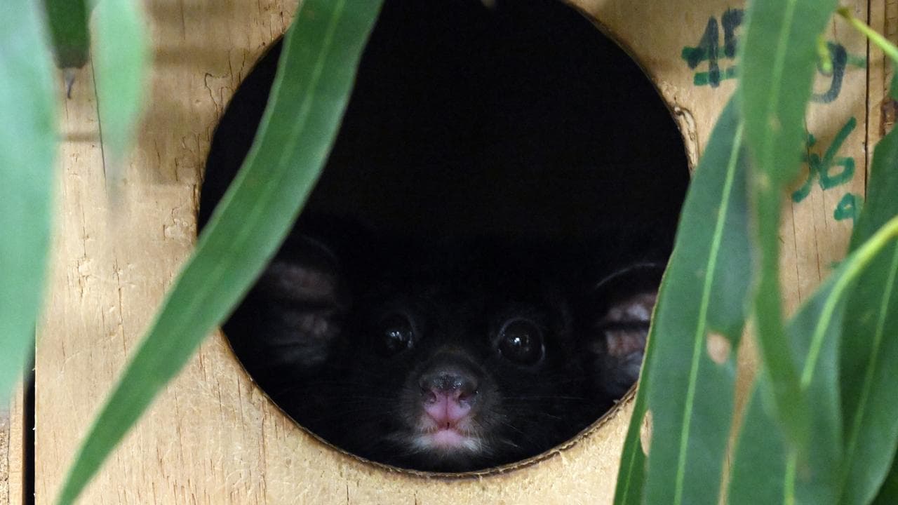 A greater glider peers out of a nest box 