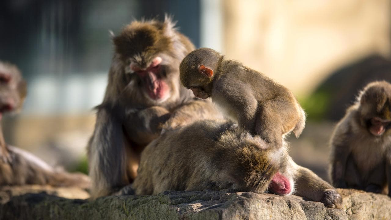 Macaque monkeys