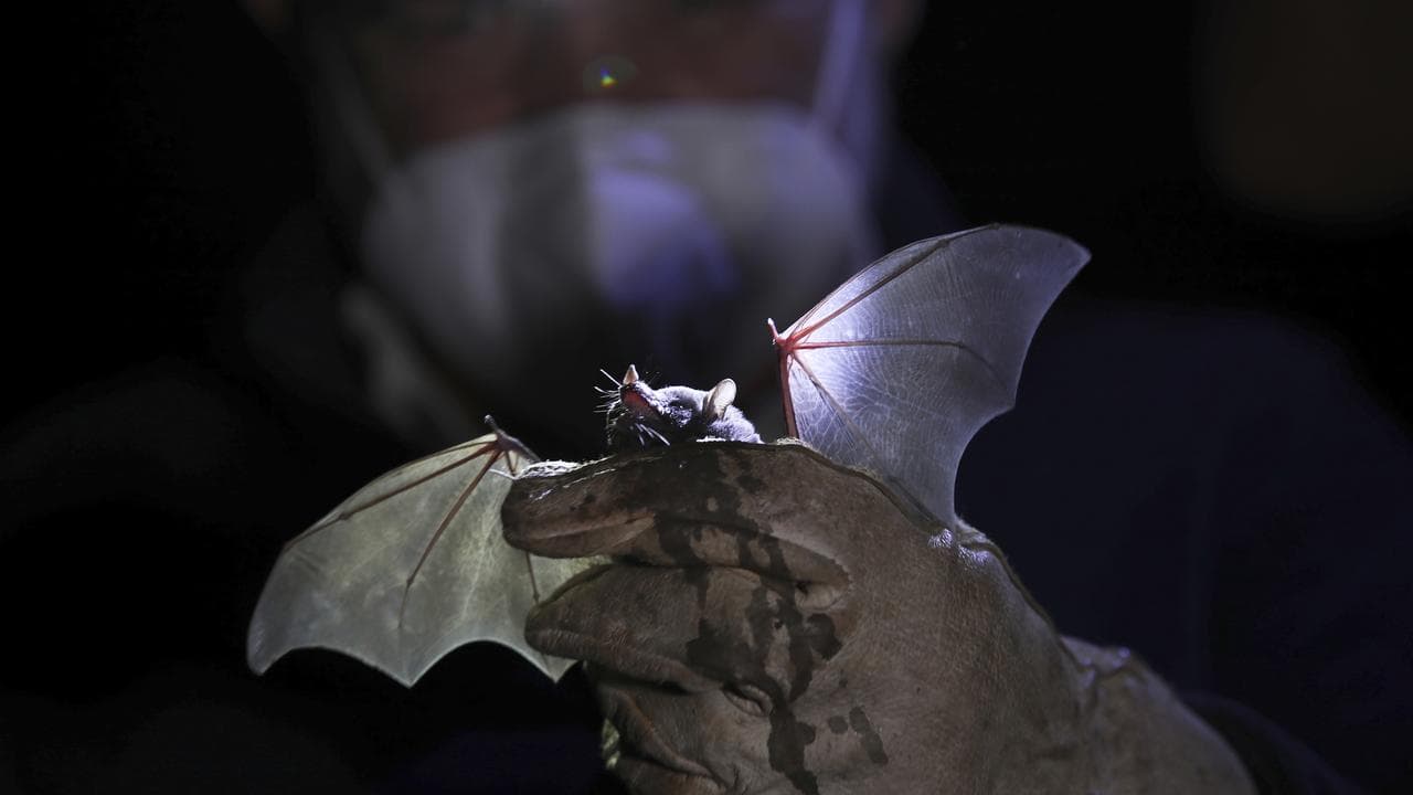 A biologist holding a bat.