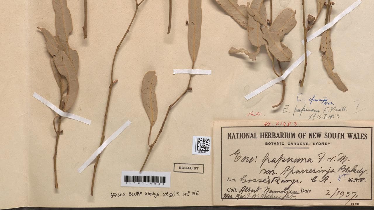 A specimen collected by Albert Namatjira