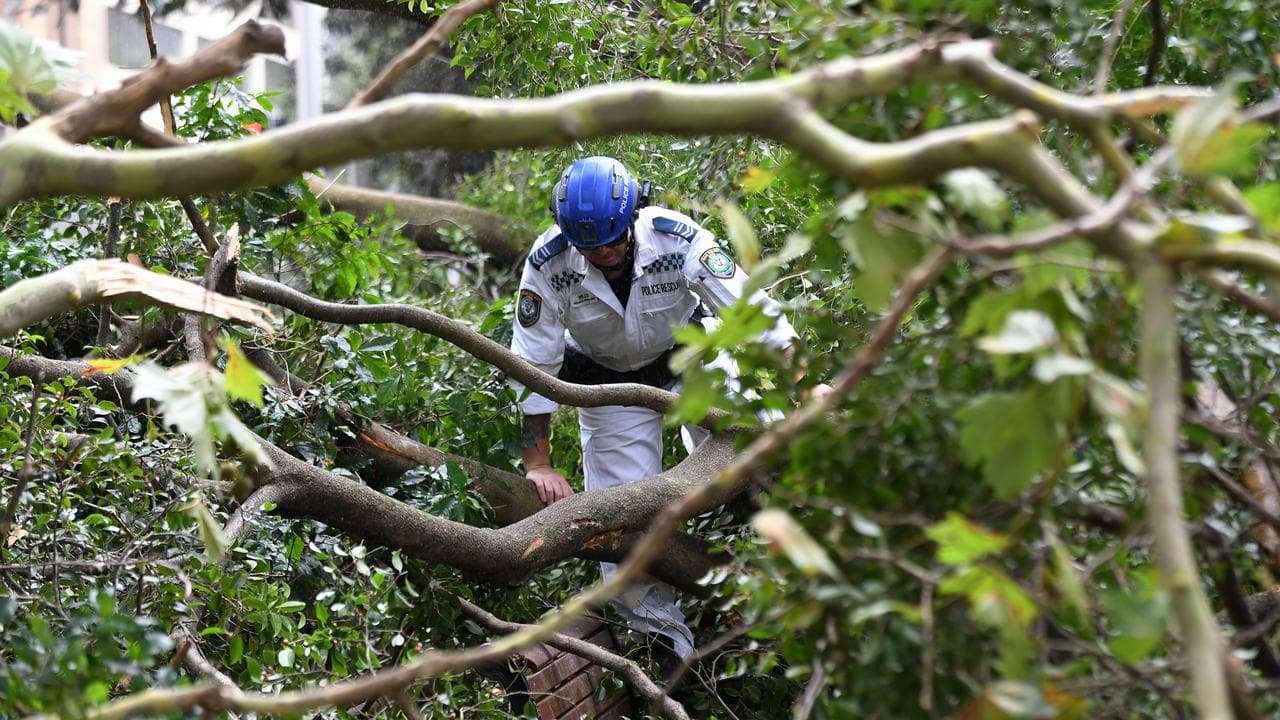 A fallen tree in Sydney