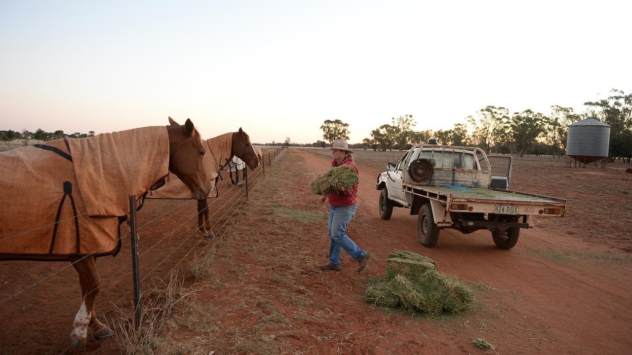 Farmer feeds horses