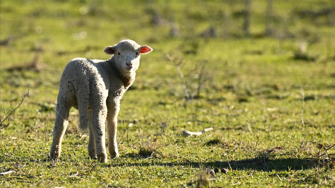 A lamb is seen grazing on a farm near Harden, NSW