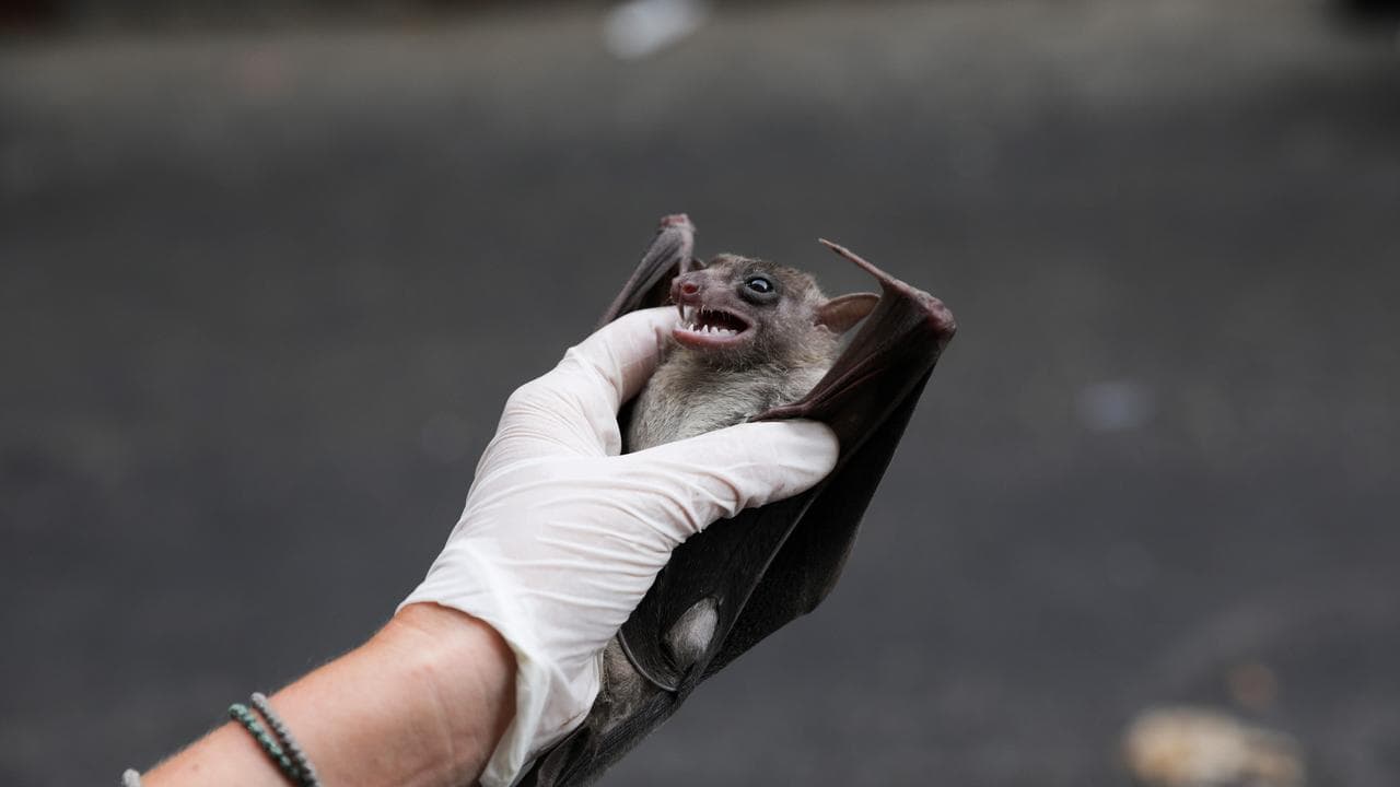 Researcher holding an Egyptian fruit bat.