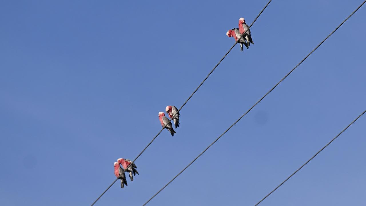 Galahs sitting on electricity wires in Cooma, NSW