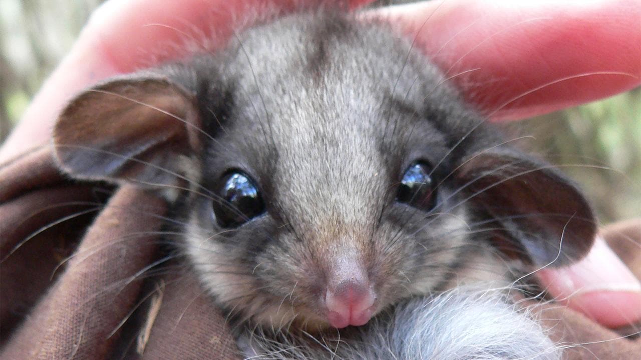 A Leadbeater's possum, Yellingbo Forest, Victoria. (supplied image)