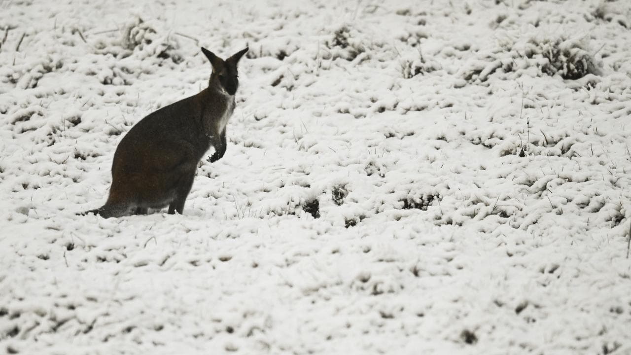 A wallaby in the snow at Wadbiliga National Park near Nimmitabel , NSW