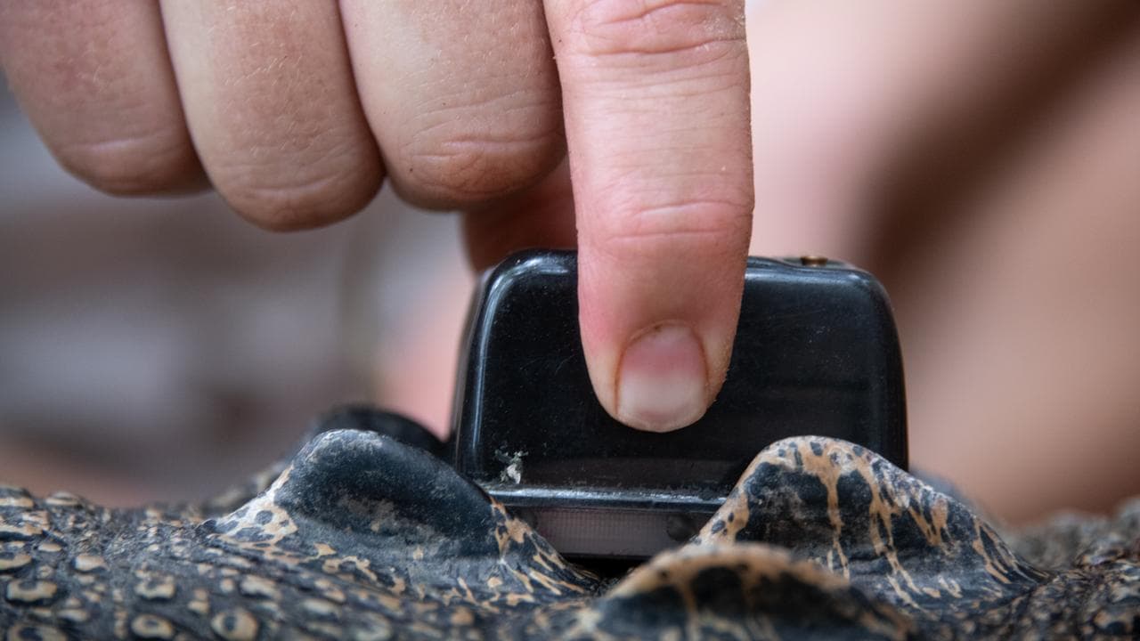 A satellite tracker on a crocodile 