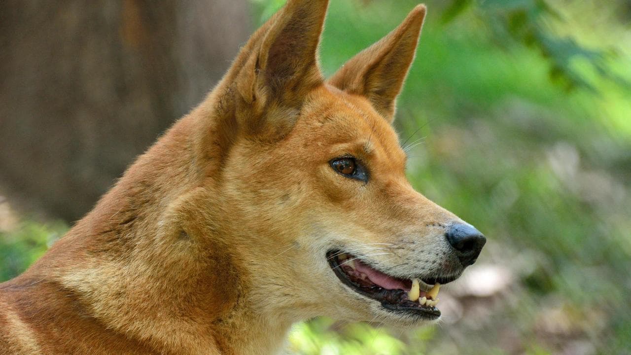 A dingo on K'gari (file image)