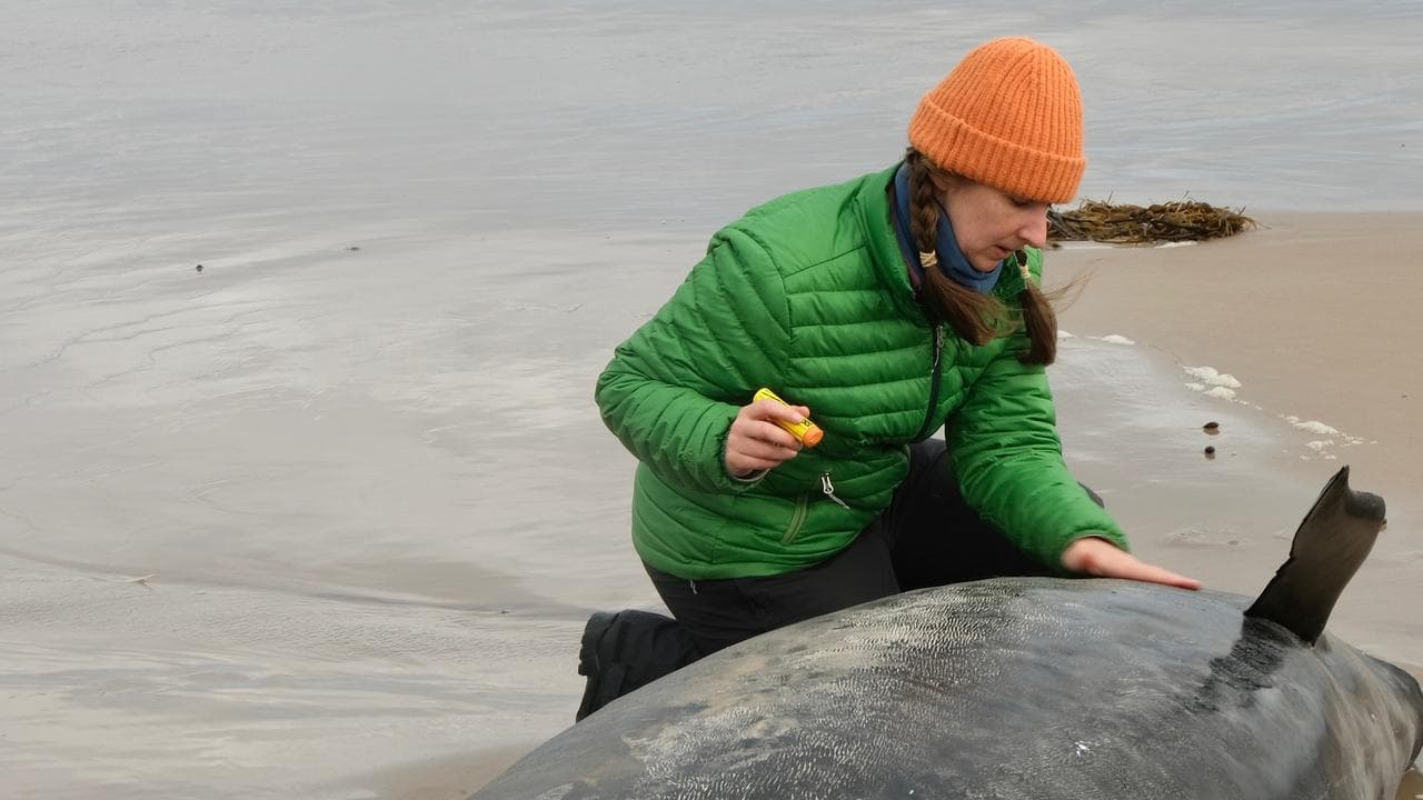 A person helping whales stranded near Arthur River,  Tasmania