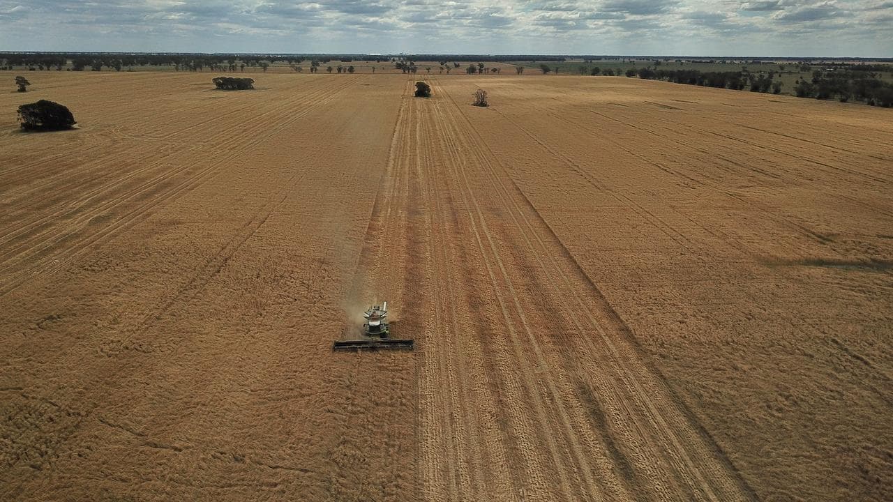 The wheat harvest on the property of a grain producer  near Moree