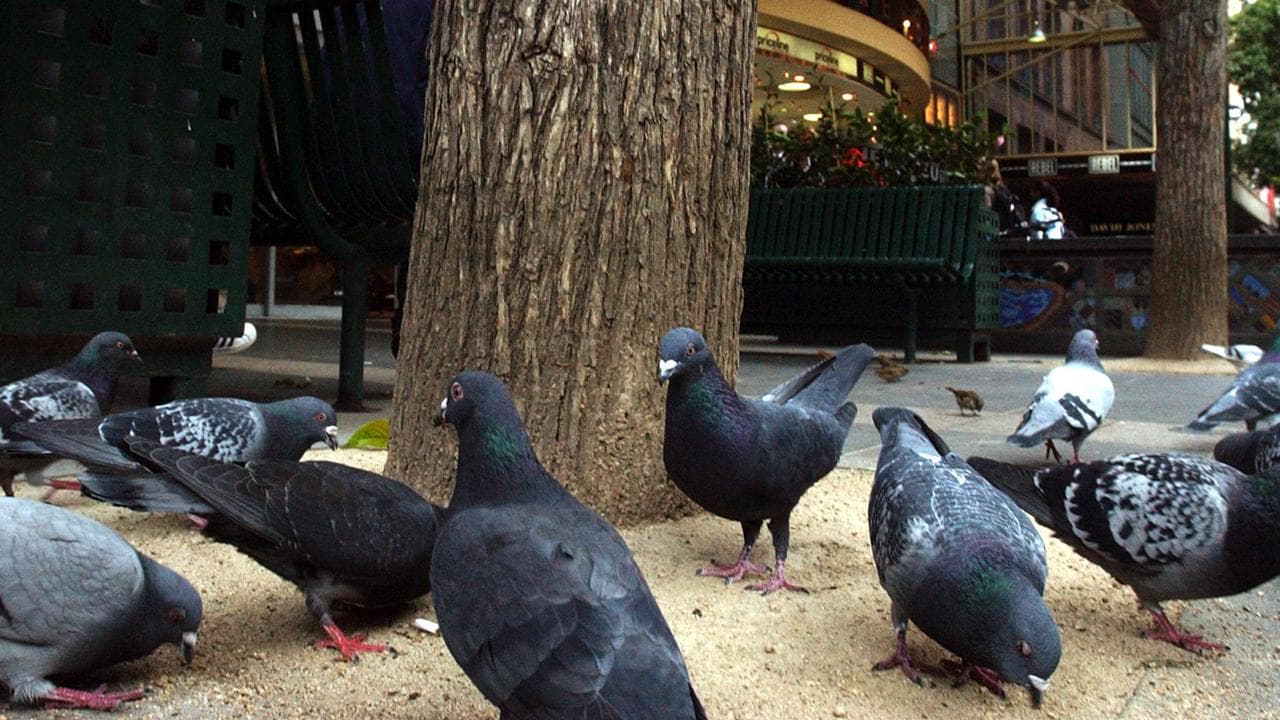 Pigeons feeding in Melbourne.
