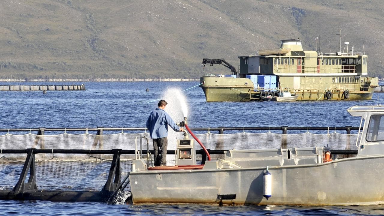 Salmon farming on Macquarie Harbour, Tasmania