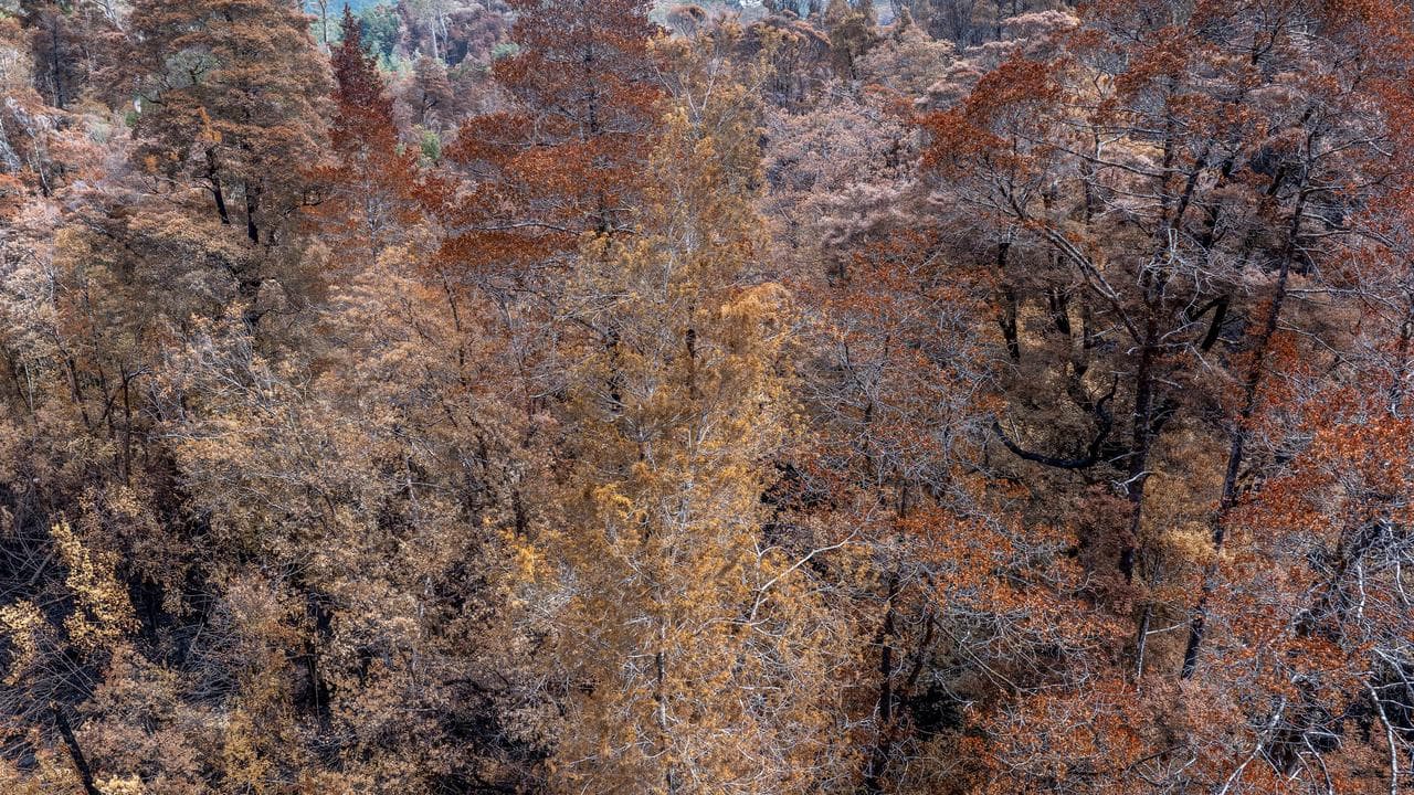 Burnt Huon pines beside the Harman River, Tasmania