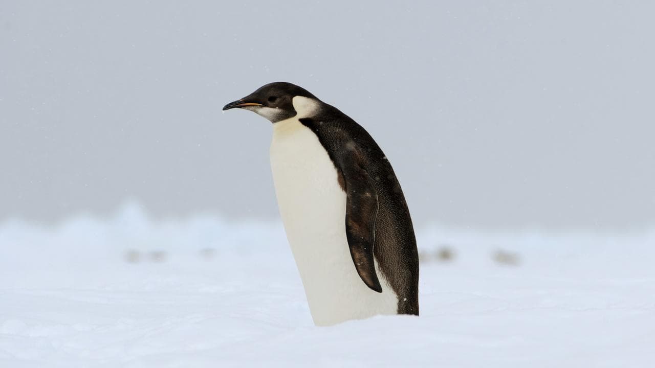 penguin