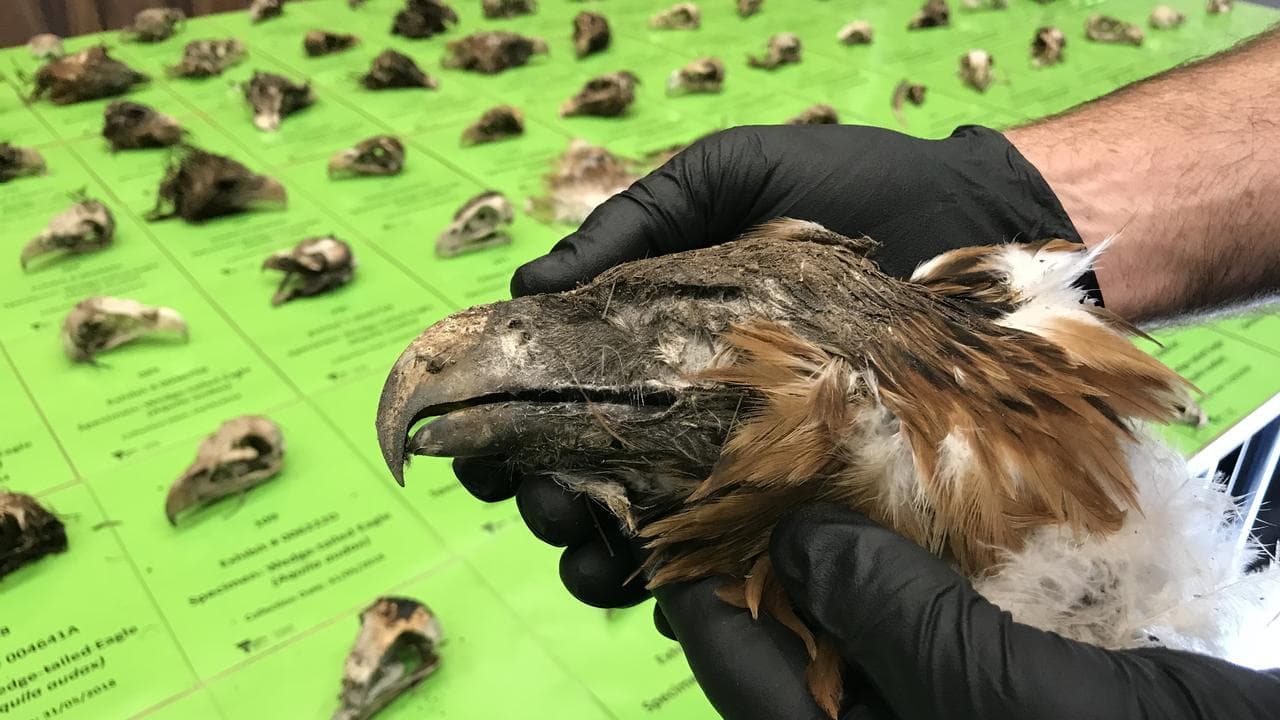 WEDGE TAILED EAGLE MASS DEATH GIPPSLAND
