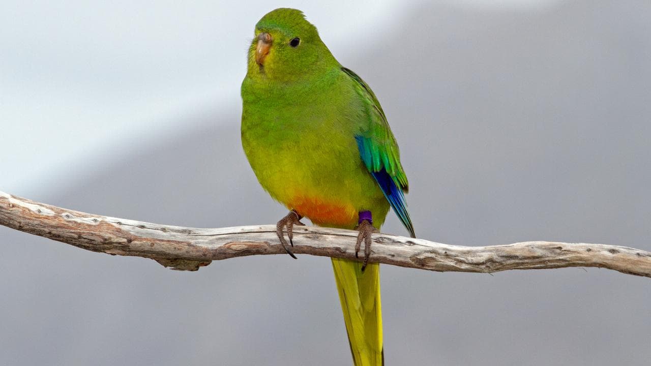 The rare orange-bellied parrot (supplied image)
