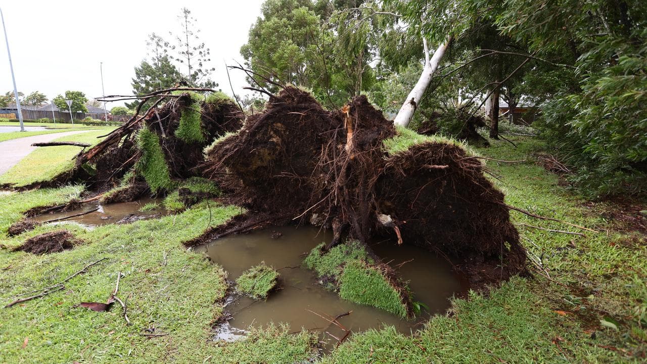 Uprooted trees at Pottsville Beach , Northern NSW March 7