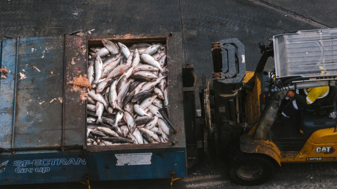 Salmon mortalities at Tassal, in southern Tasmania