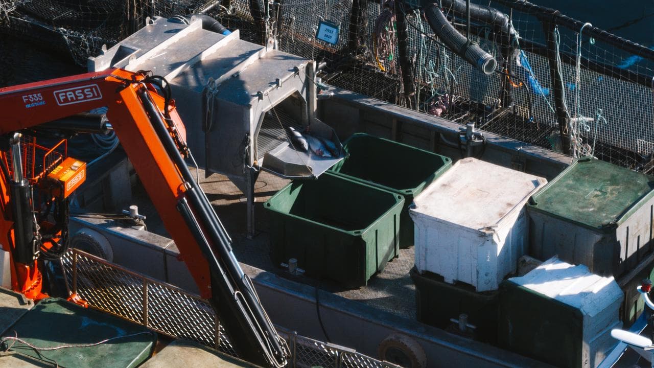 Image of live salmon being put in bins in southern Tasmania (supplied)