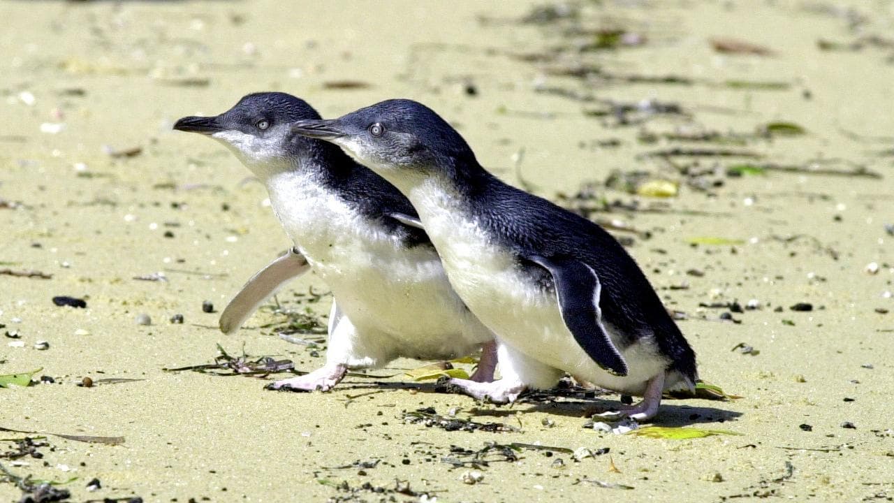 Two little penguins (file image)