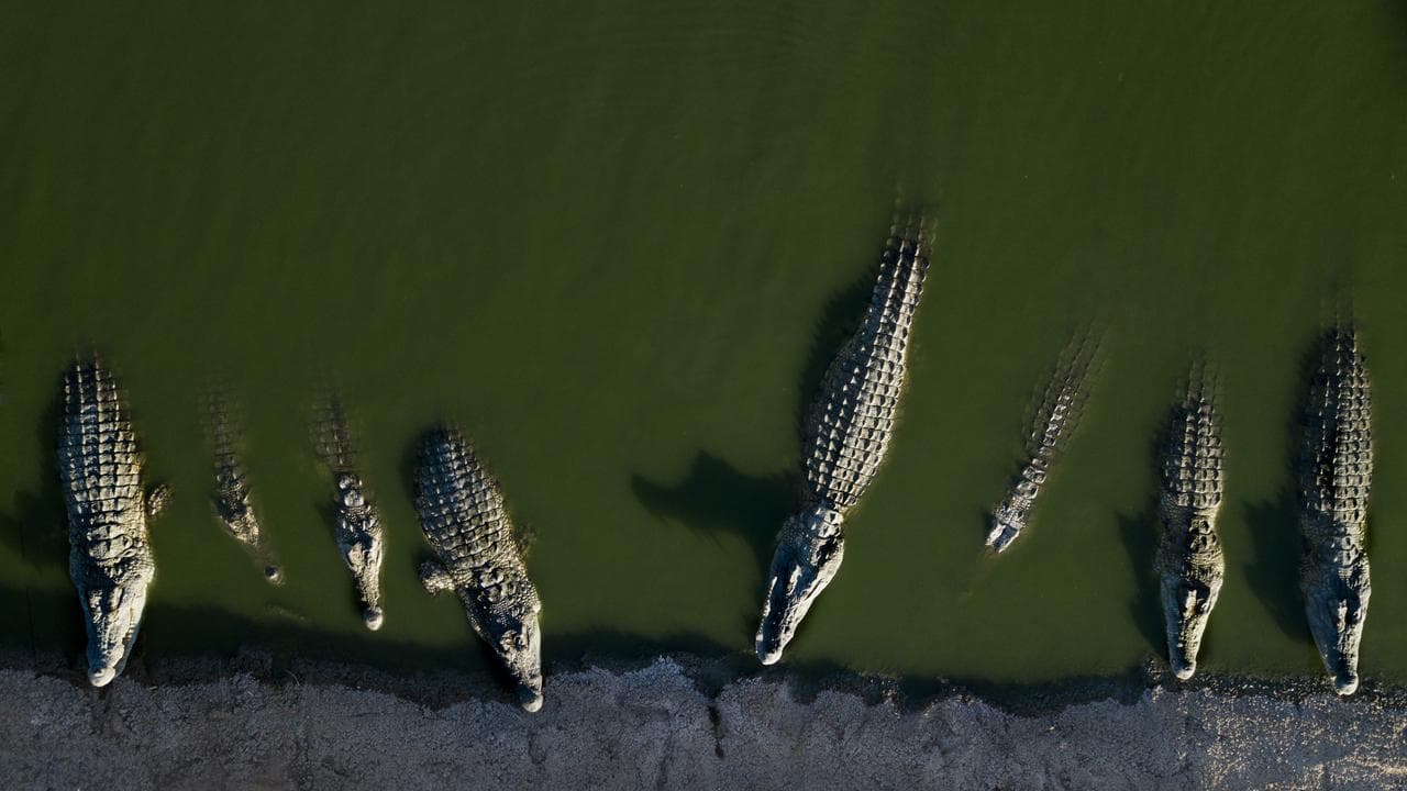 Crocodiles rest