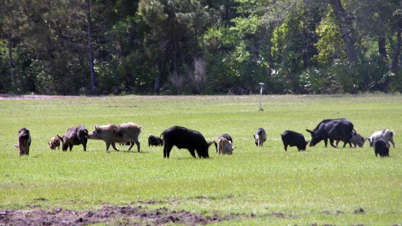 A group of feral pigs feeding in a pasture