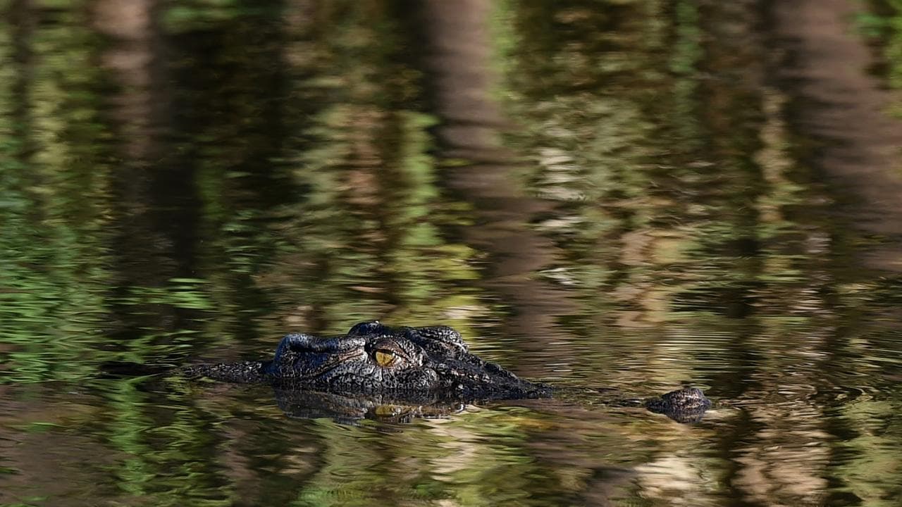 A crocodile in Kakadu National Park