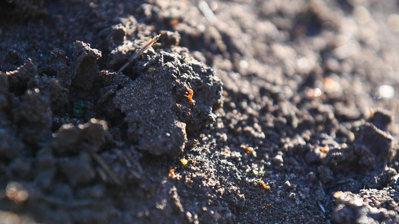 fire ants