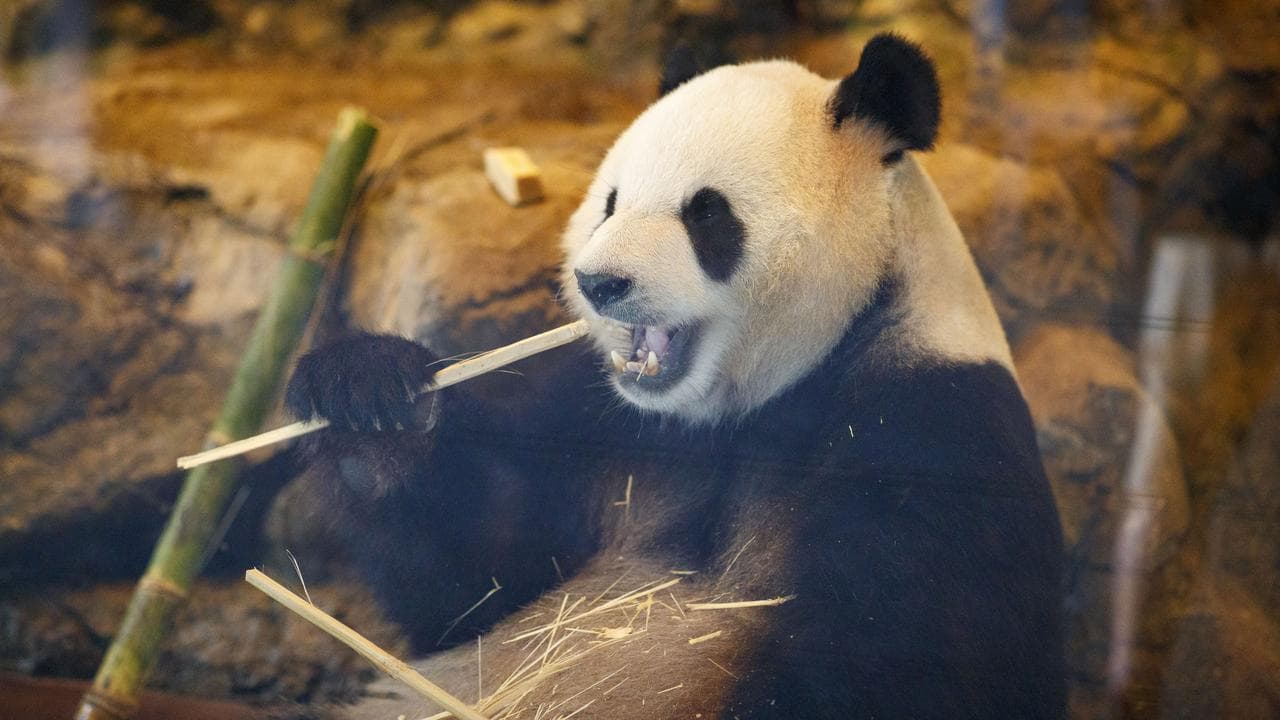 Giant panda at Adelaide Zoo