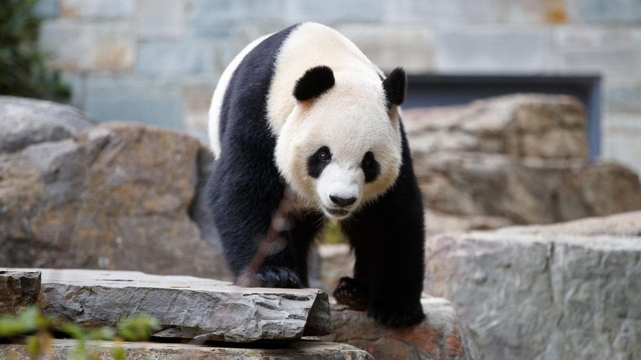 Giant panda at Adelaide Zoo