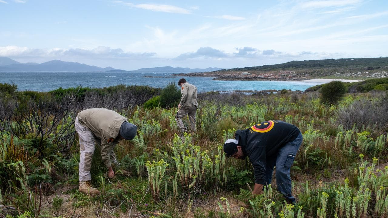 The Pakana Rangers restoring native wildlife on Lungtalanana Island.