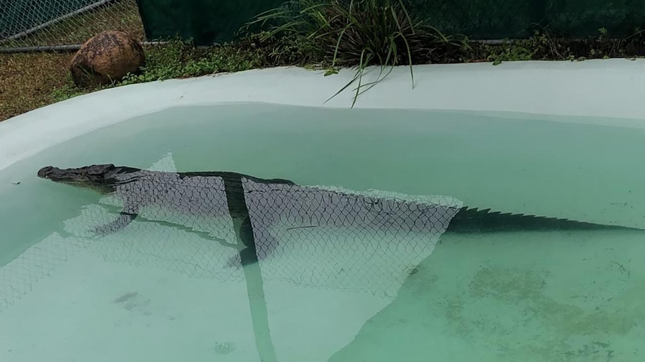 Crocodile caught be rangers in north Queensland floodwaters