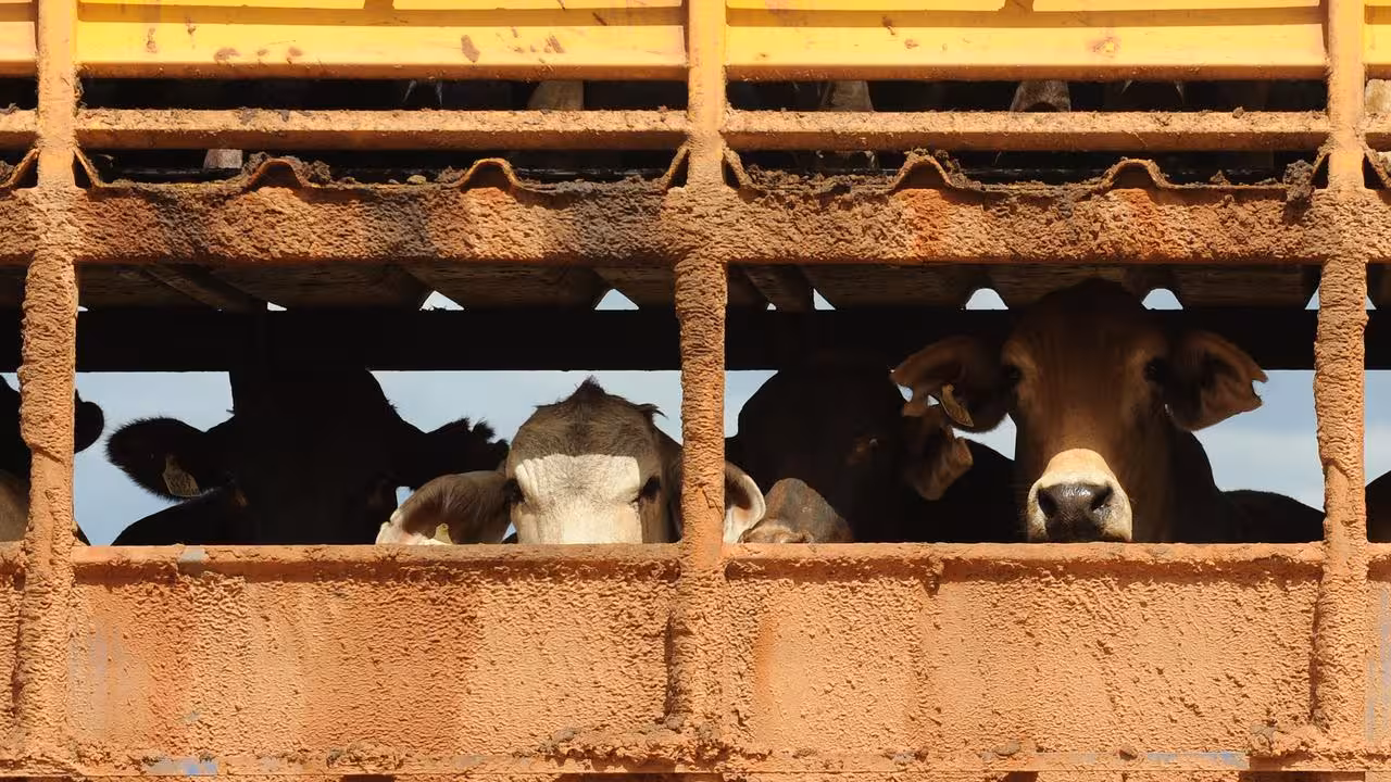 Export cattle in Darwin