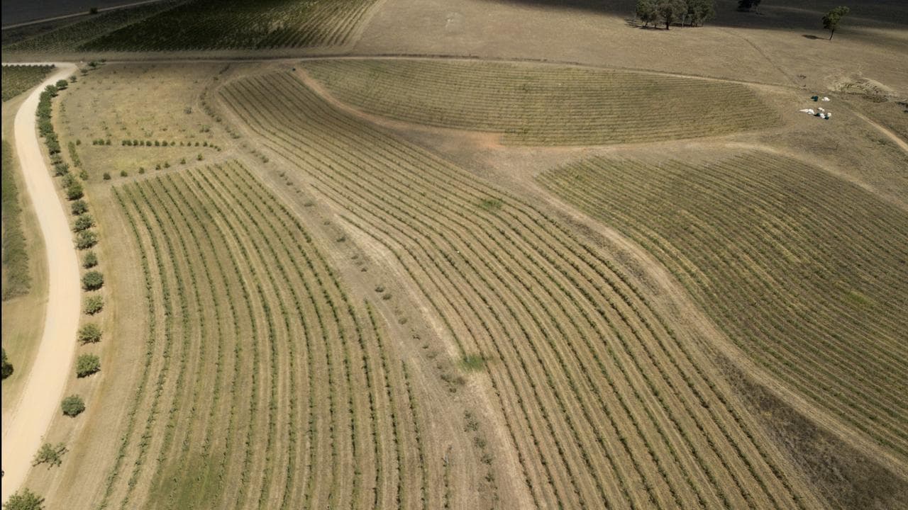 Lowe Wines climate change vineyard