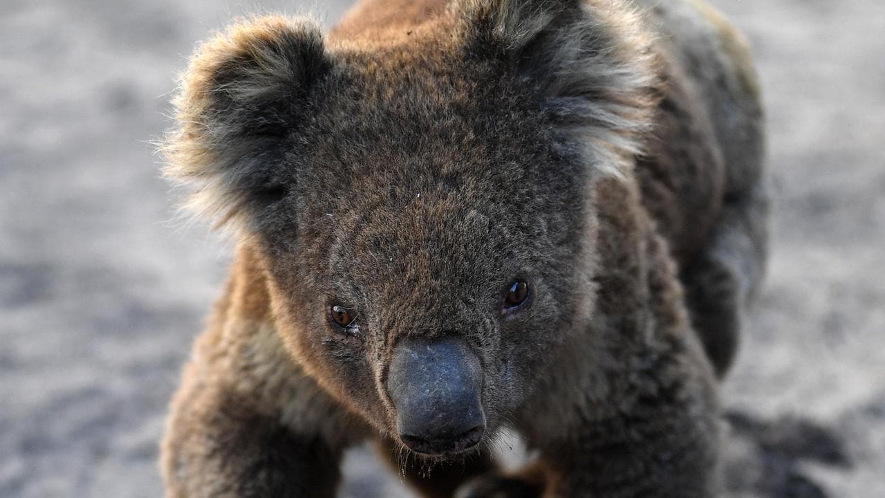 An injured Koala after a fire on Kangaroo Island, SA
