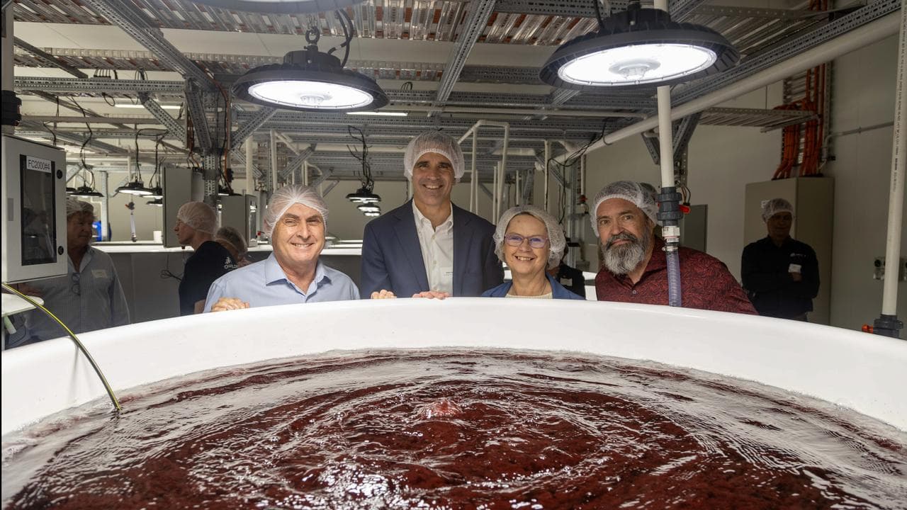 CH4 Global seaweed plant