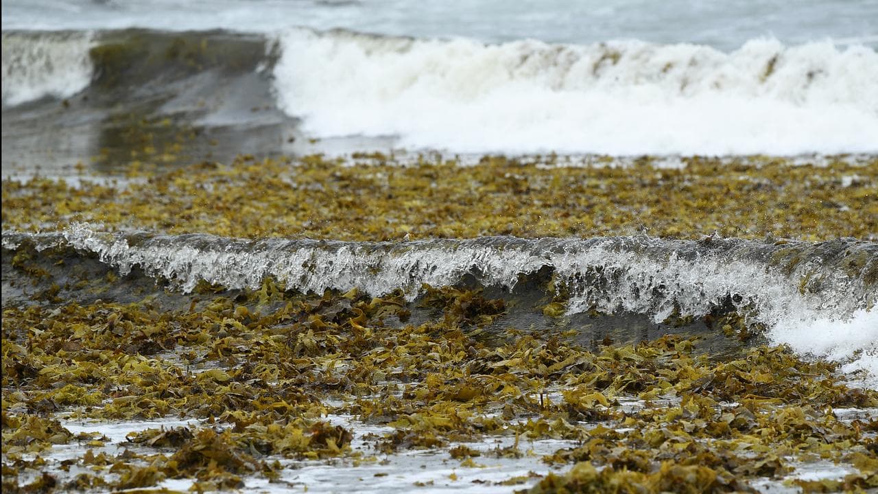 Seaweed washed up on beach