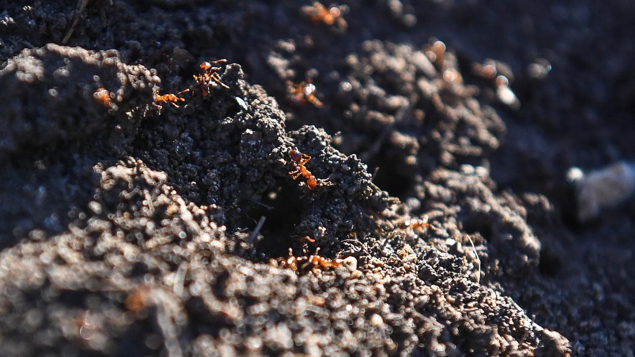 Fire ants in a nest