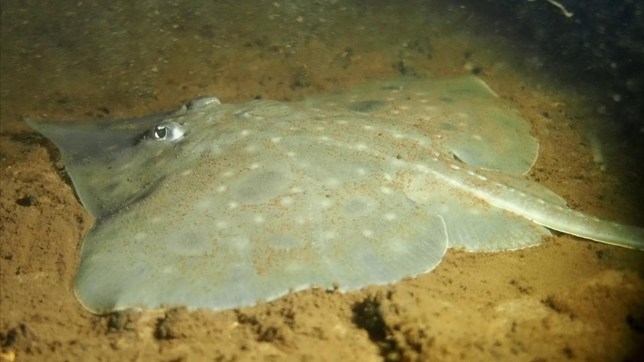 A Maugean skate in Macquarie Harbour