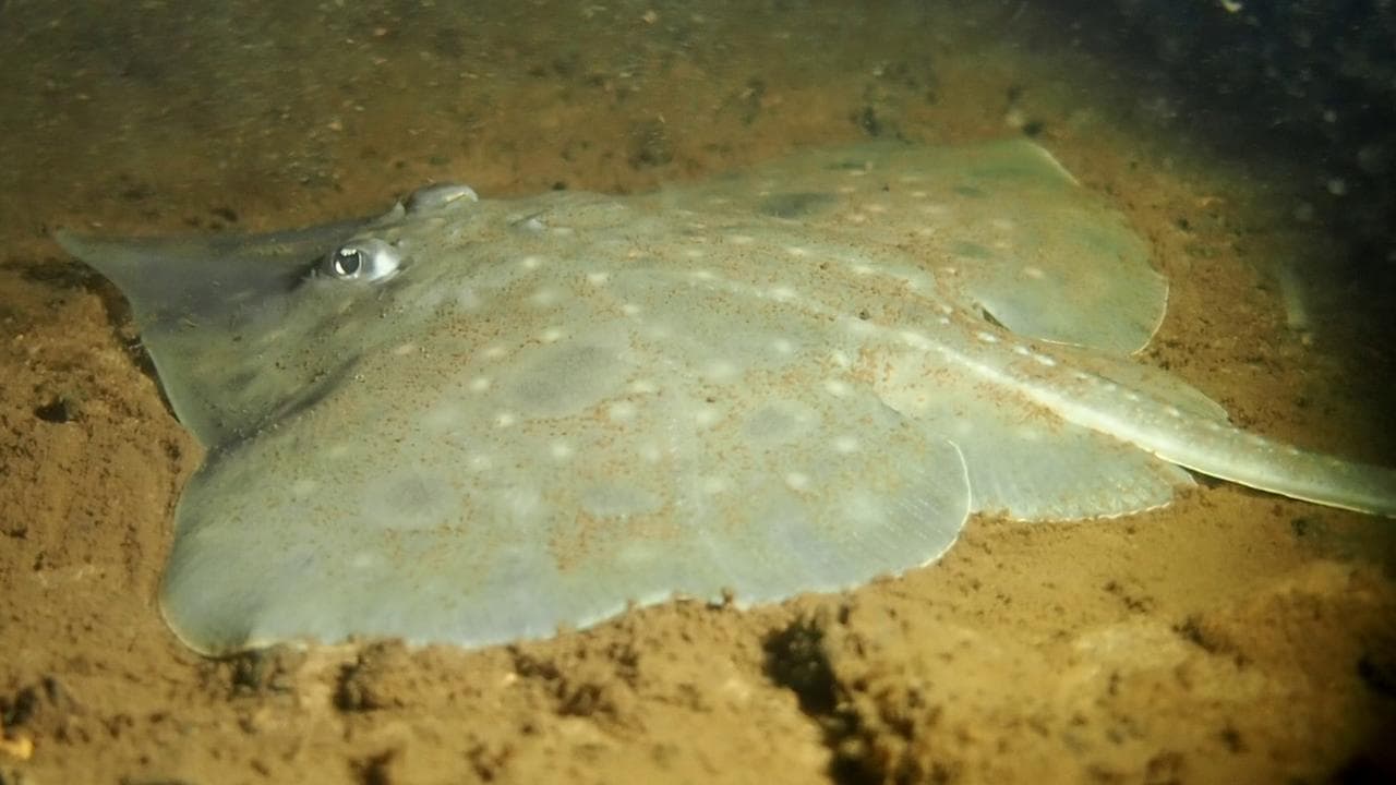 Maugean skate