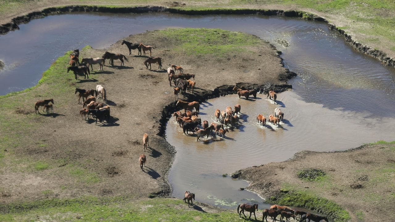 Feral horses, known as brumbies, in Kosciuszko National Park.