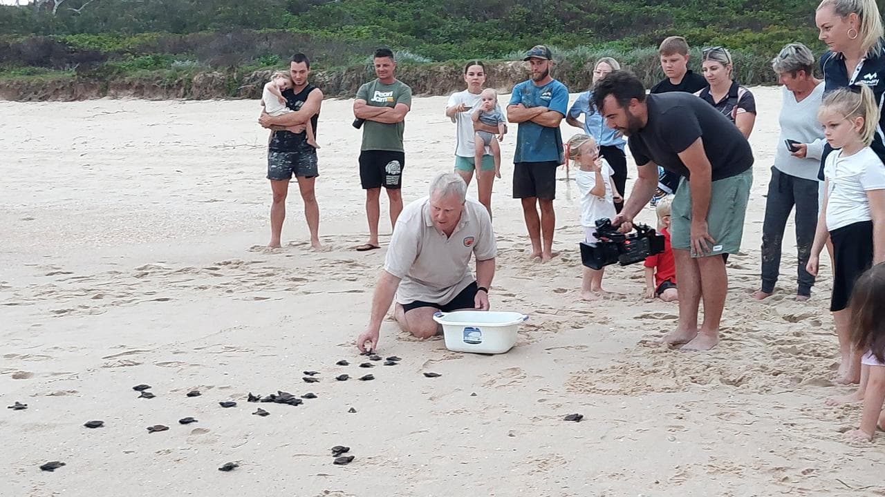 Andy Marshall releasing loggerhead turtle hatchlings, NSW
