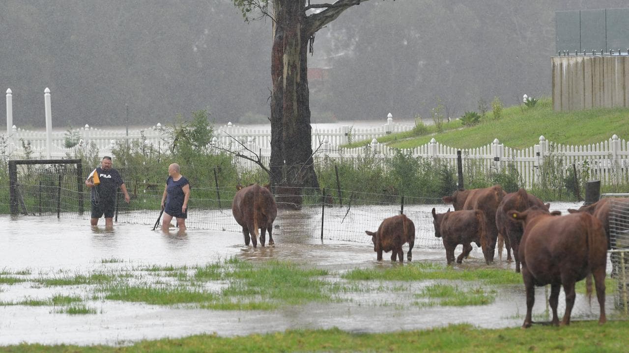 Farmers tend to the stock after heavy rain